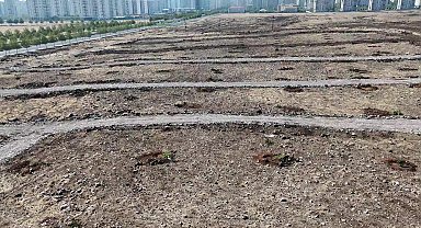 Diyarbakır’da ağaç katliamı: Kayapınar'da 120 ağaç kimliği belirlenemeyen kişilerce kesildi 