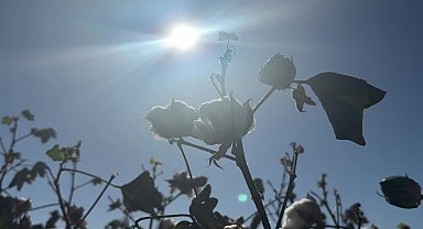 Diyarbakır’da pamuk harmanda kaldı… Ziraat Odası Başkanı İskenderoğlu: “Pamuk sektörünü bitirdiler, geçmiş olsun”
