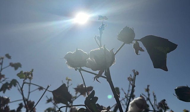 Diyarbakır’da pamuk harmanda kaldı… Ziraat Odası Başkanı İskenderoğlu: “Pamuk sektörünü bitirdiler, geçmiş olsun”