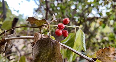 Doğada kendiliğinden yetişen ve şifa dağıtan gilaburu meyvesi de kuraklığa yenik düştü