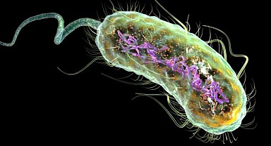  DSÖ'den antibiyotik alarmı: Direnç yüzde 40 arttı, 1.1 milyon ölüm