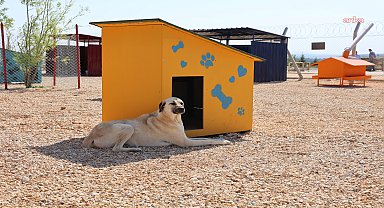 Eskişehir Büyükşehir Belediyesi’nden can dostlar için anlamlı çağrı