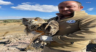 Eskişehir Büyükşehir Belediyesi'nin tedavi ettiği yaralı puhu kuşu doğaya salındı