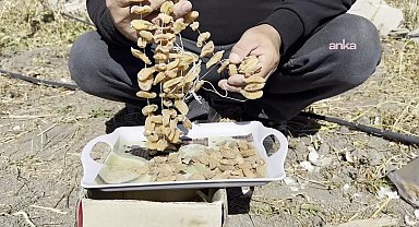 Hakkari Yüksekova'da safran ve salep umudu: 