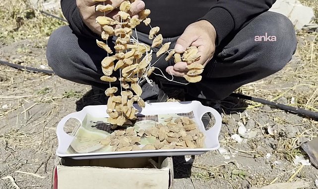 Hakkari Yüksekova'da safran ve salep umudu: