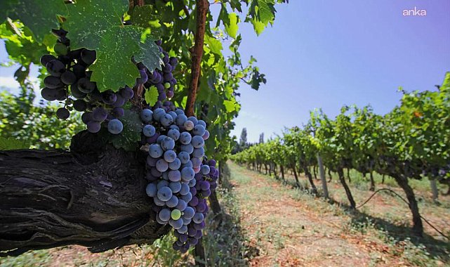 İzmir bağcılık mirasını koruyan Iter Vitis Rotası’na katıldı
