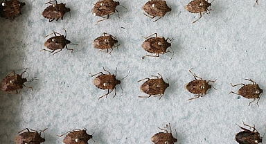 95 TIR şoförü İstanbul'da rehin: 