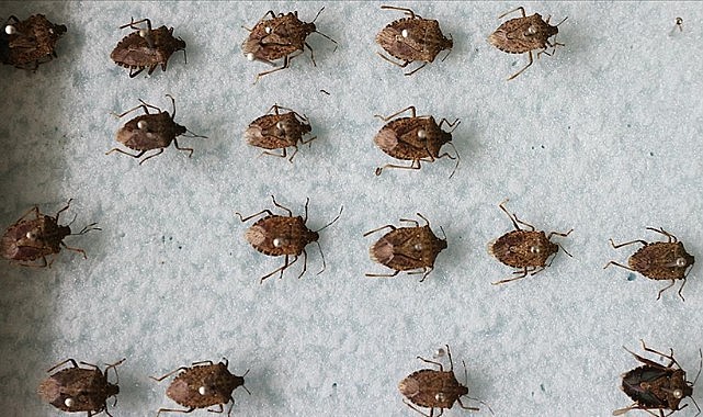 95 TIR şoförü İstanbul'da rehin: