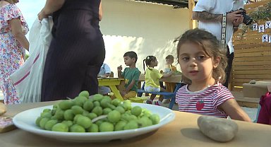 Konyaaltı'nda minik ellerden zeytin hasadı