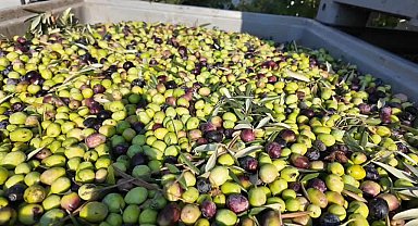 Manisa'da zeytin hasadı başladı... Üretici Uysal: