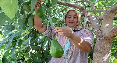 Mersin Büyükşehir Belediyesi'nden tarıma tropikal dokunuş