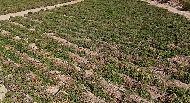 Mersin Büyükşehir Belediyesi'nden üreticilere yüzde 70'i hibeli domates fidesi desteği