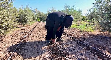 Mersin Büyükşehir Belediyesi'nden üreticiye 10 bin enginar yumrusu desteği 