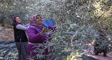 Mersin Büyükşehir Belediyesi'nin fidan destekleri, meyvesini veriyor