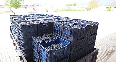 Muğla Büyükşehir Belediyesi, imzaladığı protokolle geleneksel bağcılığı modern tesislerle buluşturacak