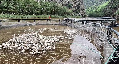 Muğla’da binlerce balık oksijensizlikten öldü