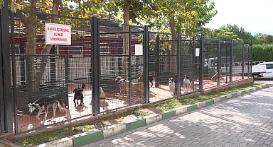 Osmangazi Belediyesi’nden 4 Ekim Dünya Hayvanları Koruma Günü’ne özel etkinlik