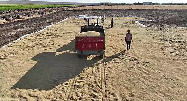 Şanlıurfa Karacadağ pirinci hasadı başladı