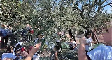 Soma’da Geleneksel Hasat Şenliği: “Kömür kadar zeytin de değerimiz”