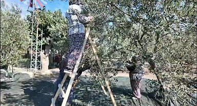 Soma'da Zeytin Hasadı Şenliği... 