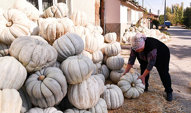 Tepebaşı’nda coğrafi işaretli Kızılinler bal kabağı görücüye çıkıyor