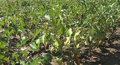 Toprak analizi ile hem çiftçi hem de toprak korunuyor