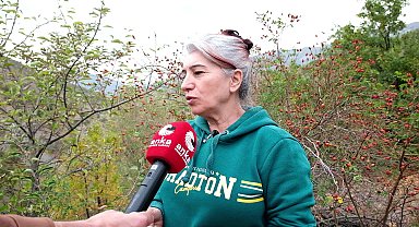 Tunceli'de kuşburnu hasadı başladı