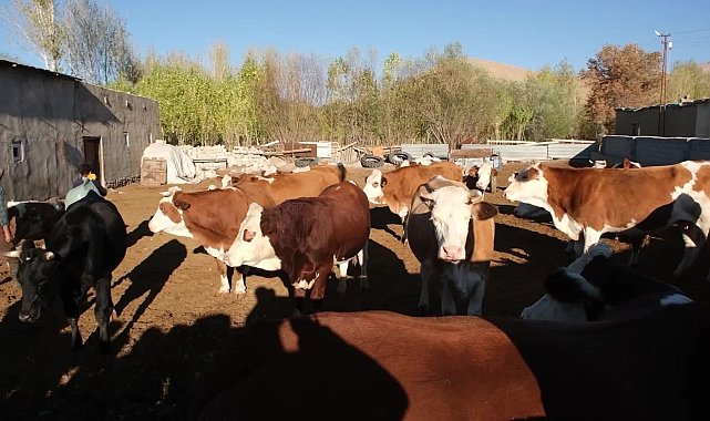 Vanlı çiftçilerden 'şap' tepkisi: