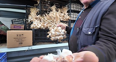 Yozgat Sebzeciler ve Pazarcılar Odası Başkanı Çavuşoğlu: Arz talepten fazla olunca sarımsak fiyatları geçen yıla oranla düştü