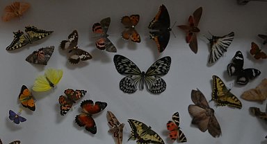 Yozgat’ta 4 bin türün sergilendiği 