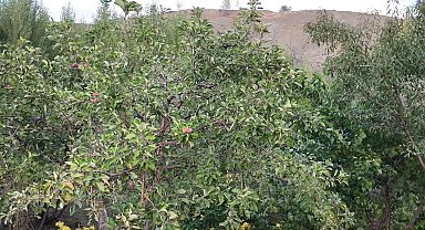 Yozgat’ta ağaçlar meyve verdi… Doç. Dr. Keles: “Bu bir stres tepkisi aslında”