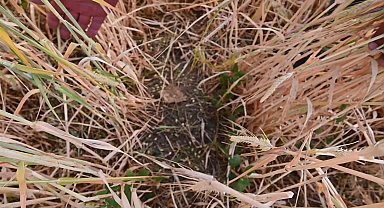 Yozgat’ta çiftçi borç ertelemesine sevinirken, şekerpancarı taban fiyatını ise az buldu