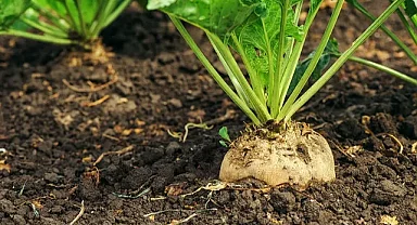 Yozgat’ta kuraklık şeker pancarını vurdu: çiftçi “zarardayız” diyor