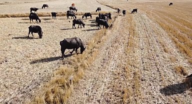 Yozgat’ta manda varlığını artırma çalışmaları sürüyor