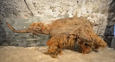 40 bin yıllık RNA çözüldü: Yuka adlı mamutun son anları gün yüzüne çıktı