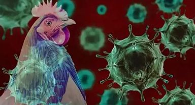 ABD’de kuş gribi yeniden görüldü: İlk insan vakası endişe yarattı