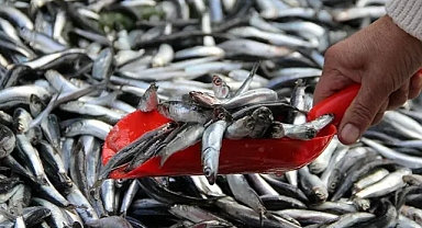 Balık alırken dikkat! Bayat balık gerçekten zehirler mi?