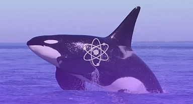 Balinaların beyin yapısı sosyal zekânın evrimsel izlerini ortaya koyuyor