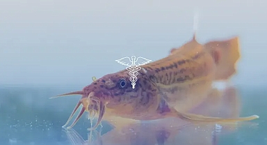 Bilim dünyası insanlarda anüsten nefes alma tekniğinin ilk sonucunu duyurdu