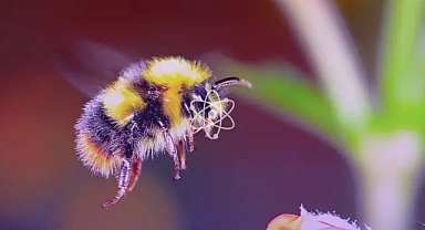 Bilim insanları arılara mors alfabesini öğretti