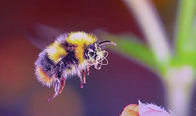 Bilim insanları arılara mors alfabesini öğretti