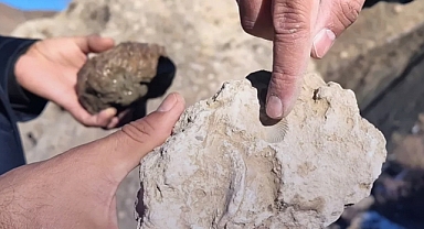 Bingöl'de tarihi keşif: Dağ başında 50 milyon yıllık deniz fosili bulundu