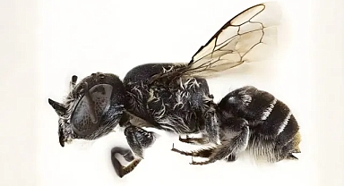 Doğanın karanlık güzelliği: Şeytan boynuzlu arı Lucifer keşfedildi