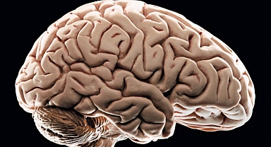 Fazladan bir porsiyon sosis bile beyni yaşlandırıyor