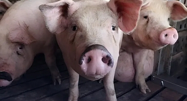 Güney Kore'de kırmızı alarm: Afrika domuz vebası ülkeye yayılıyor