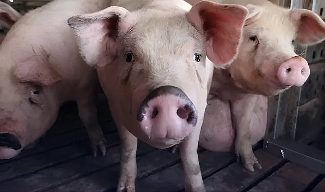 Güney Kore'de kırmızı alarm: Afrika domuz vebası ülkeye yayılıyor