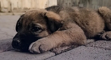 İstanbul Valiliği'nden yasak: Köpekleri kontrolsüz beslemeye izin yok