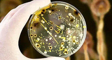 Laboratuvardan çıkabilecek en tehlikeli canlı: Aynalı bakteri