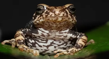 Tanzanya’da yumurtlayan değil doğuran kurbağalar ortaya çıktı