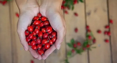 Kış hastalıklarına karşı doğal kalkan: kızılcık neden öne çıkıyor